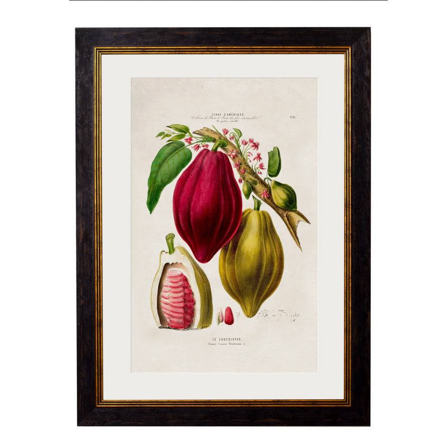 A stunningly colourful wall print of a Chocolate Plant, in a simple, elegant matt black and gold frame. A bright print originally from the 19th century.