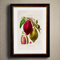 A stunningly colourful wall print of a Chocolate Plant, in a simple, elegant matt black and gold frame. A bright print originally from the 19th century.
