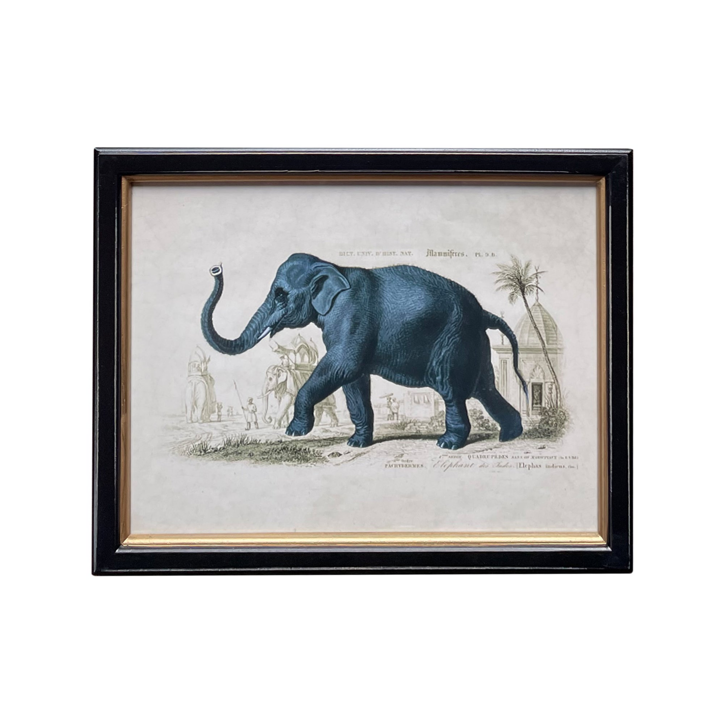 Vintage Blue Elephant Print 38 cm  x 29 cm