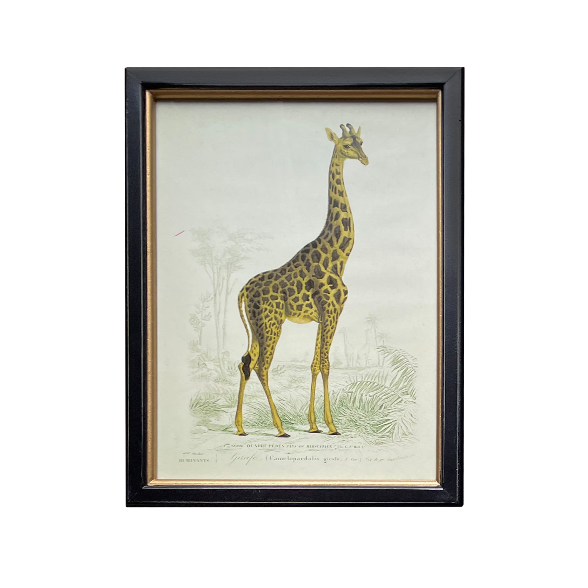 Vintage Giraffe Print 38 cm x 29 cm