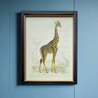 Vintage giraffe print in a classic black and gilt frame, a perfect size of this print will make an impact on any wall. Combine it with other prints to elevate your wall decor.