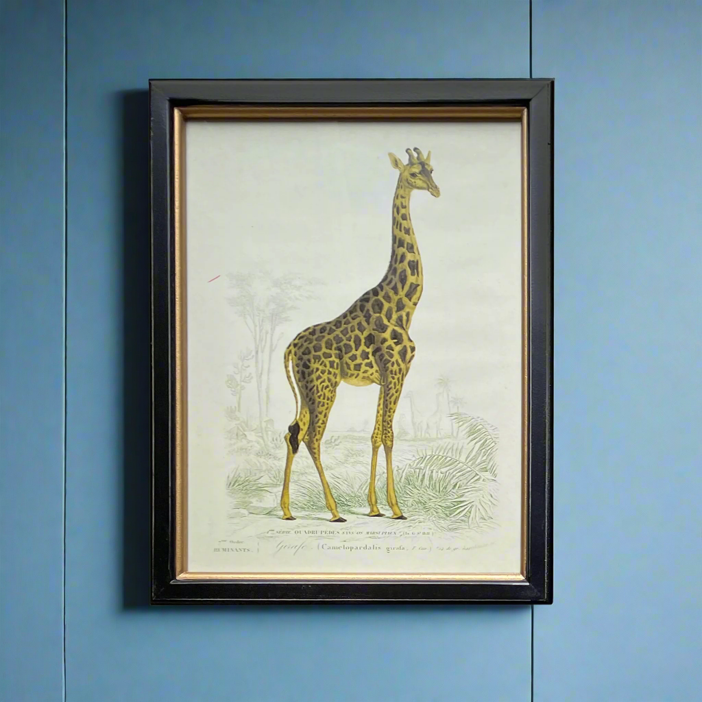 Vintage giraffe print in a classic black and gilt frame, a perfect size of this print will make an impact on any wall. Combine it with other prints to elevate your wall decor.