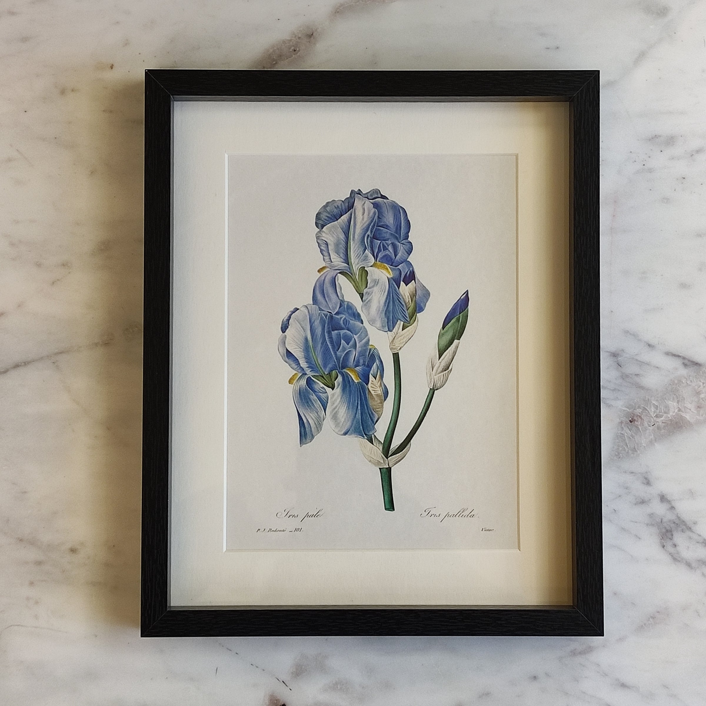 Blue Iris Flower Print 25 cm  x 20 cm