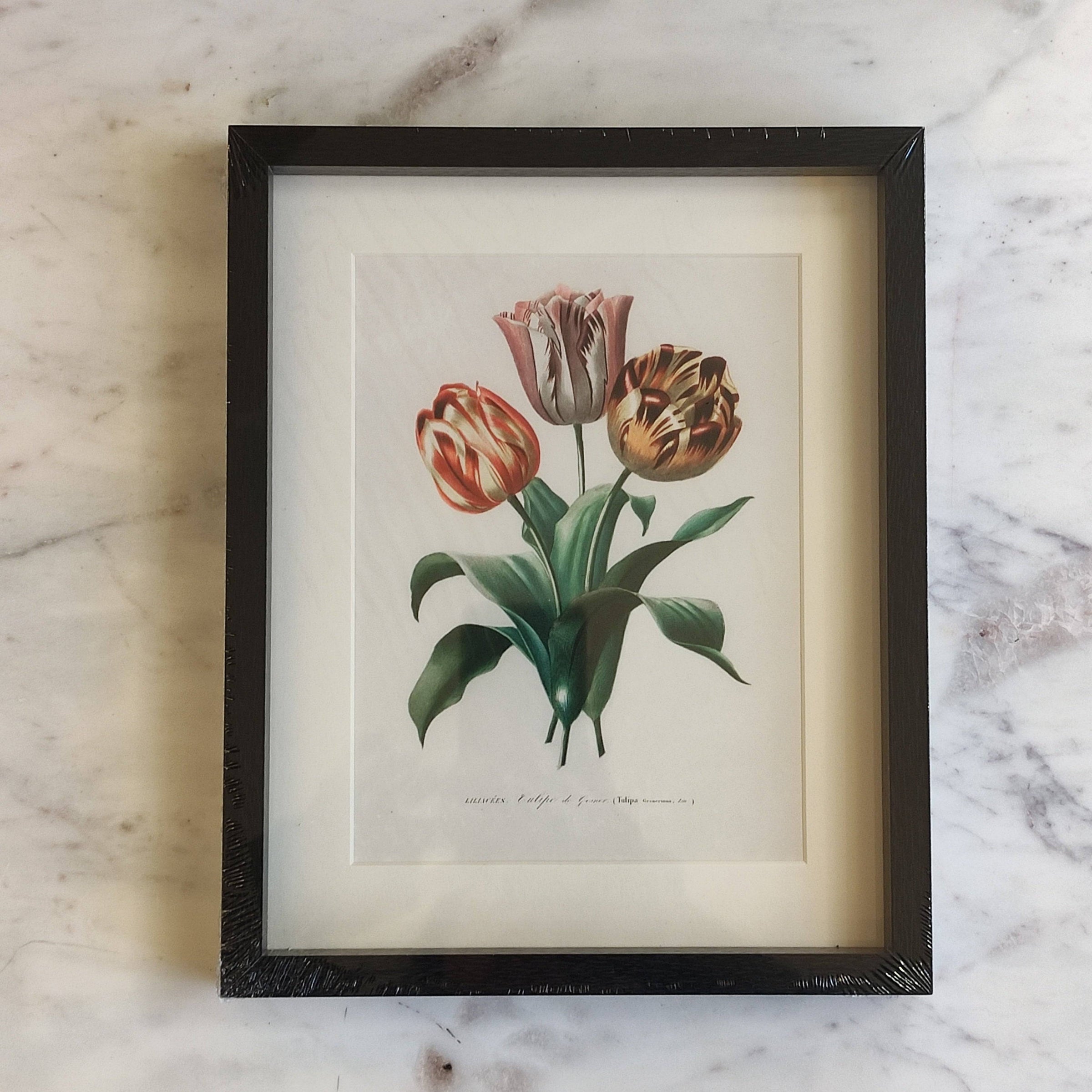 Shop small tulip flowers wall print, 20x25cm. Perfect wall decor addition with classic frame. Elevate interiors with this stylish art piece.