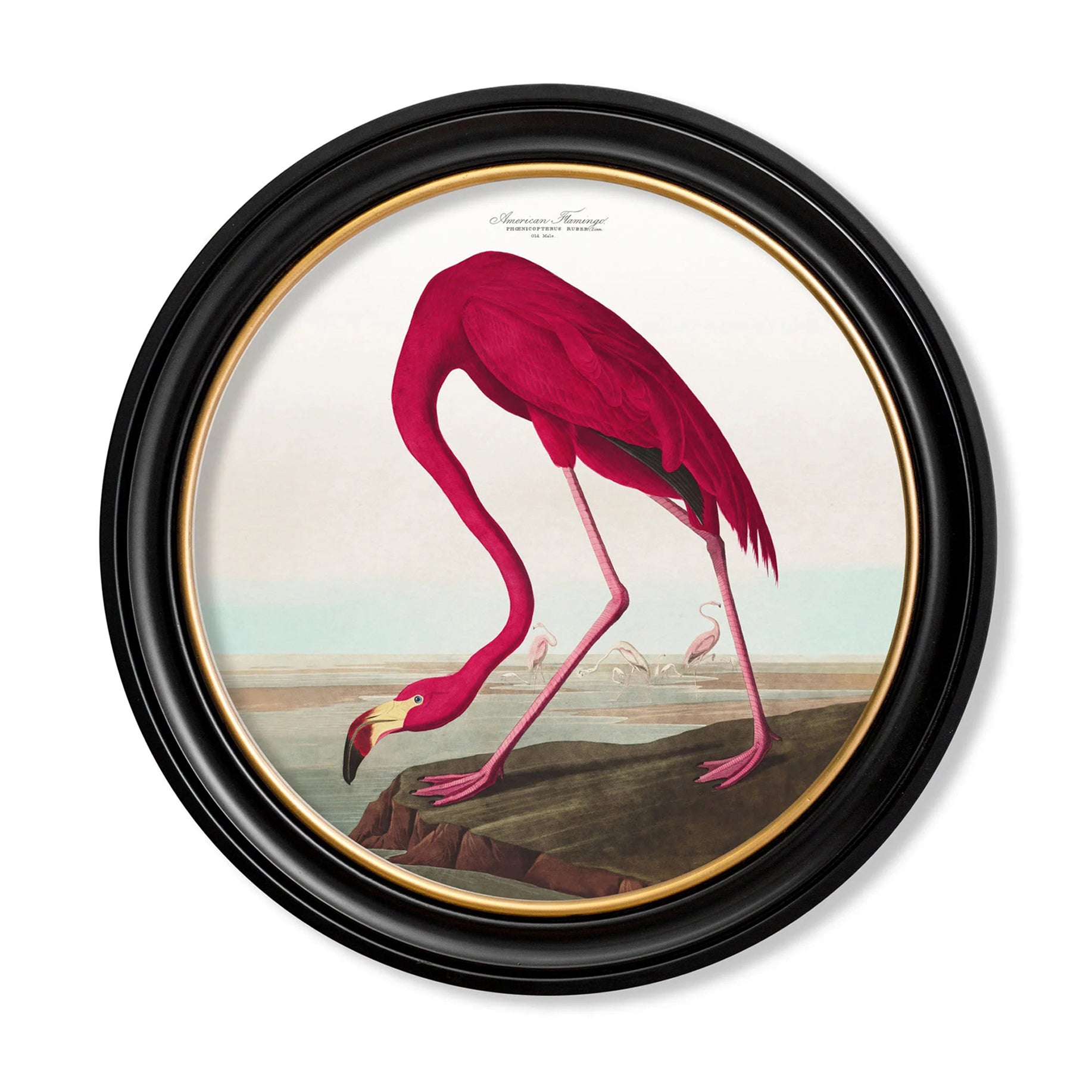 Large round pink flamingo print in a classic black and gilt frame, exceptional size of this print will make a huge impact on any wall. W: 70 cm