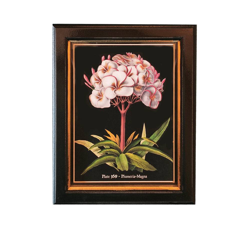 Shop small plumeria flower wall print, 20x25cm. Perfect wall decor addition with classic frame. Elevate interiors with this stylish art piece.