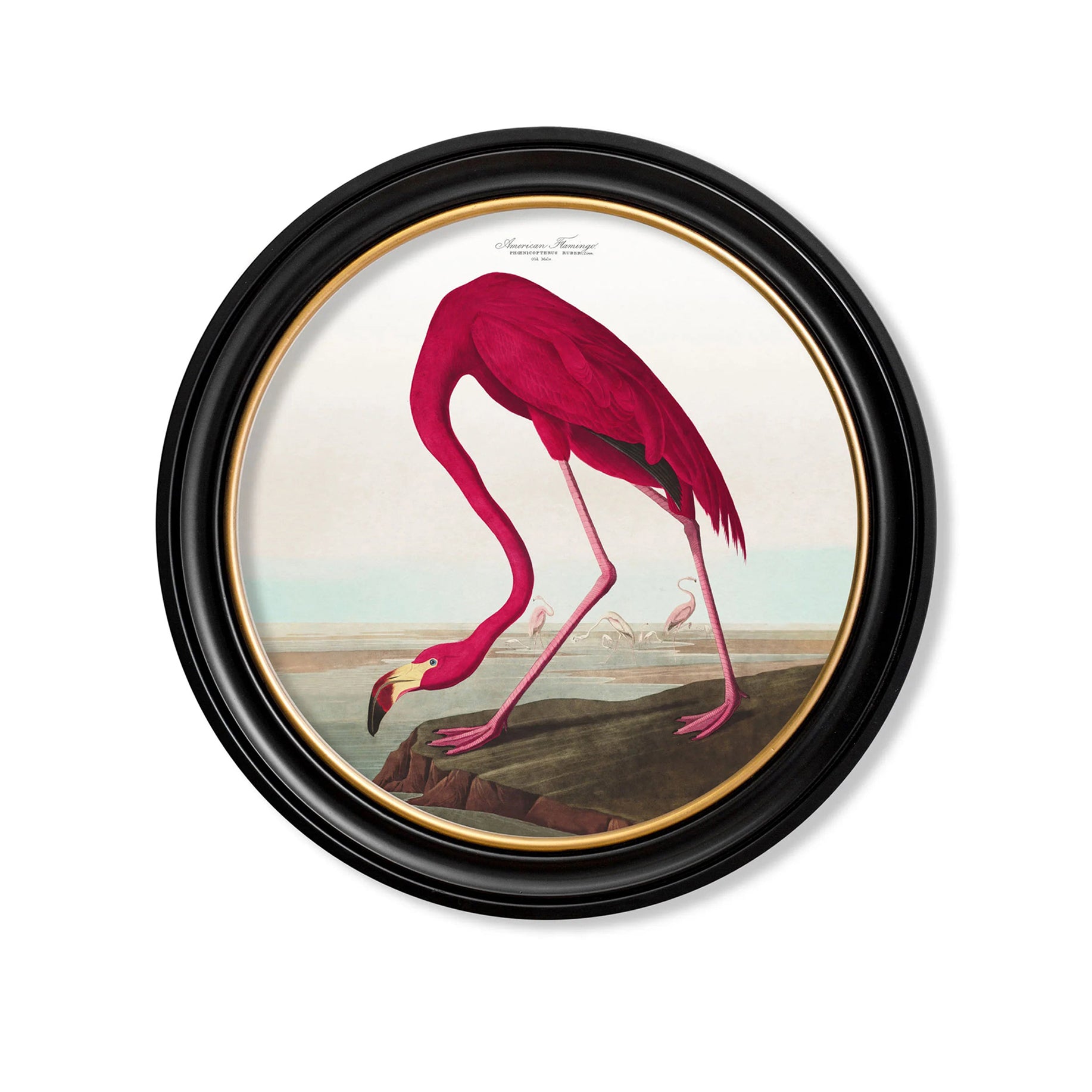A Medium size round pink flamingo print in a classic black and gilt frame, a smaller size of this print will stll make a huge impact on any wall. W: 44 cm