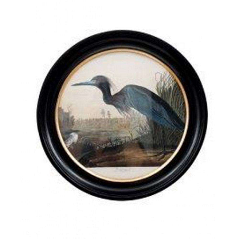 Blue heron wall print in a classic black and gilt frame, a medium size of this print will make an impact on any wall. The style is reminiscent of 19th-century ornithological illustrations