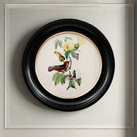 Round small red birdwall print in a classic black and gilt frame, this print will make an impact on any wall. The style is reminiscent of ornithological illustrations with its vibrant colours.