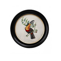 Round small toucan wall print in a classic black and gilt frame, this print will make an impact on any wall. The style is reminiscent of ornithological illustrations with its vibrant colours.