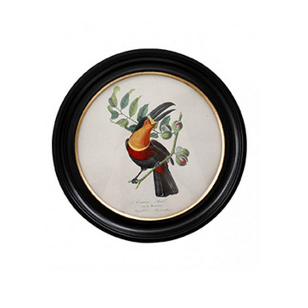 Round small toucan wall print in a classic black and gilt frame, this print will make an impact on any wall. The style is reminiscent of ornithological illustrations with its vibrant colours.