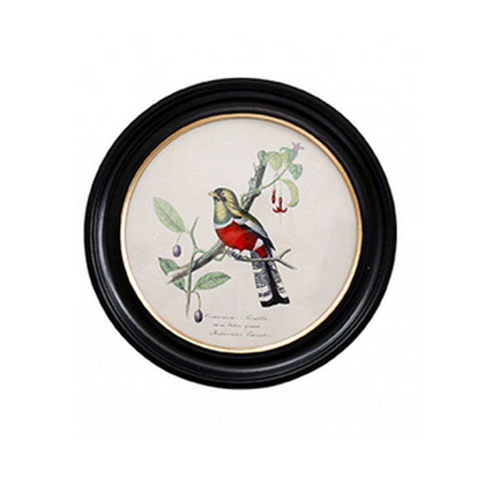 Round small trogon wall print in a classic black and gilt frame, this print will make an impact on any wall. The style is reminiscent of ornithological illustrations with its vibrant colours.