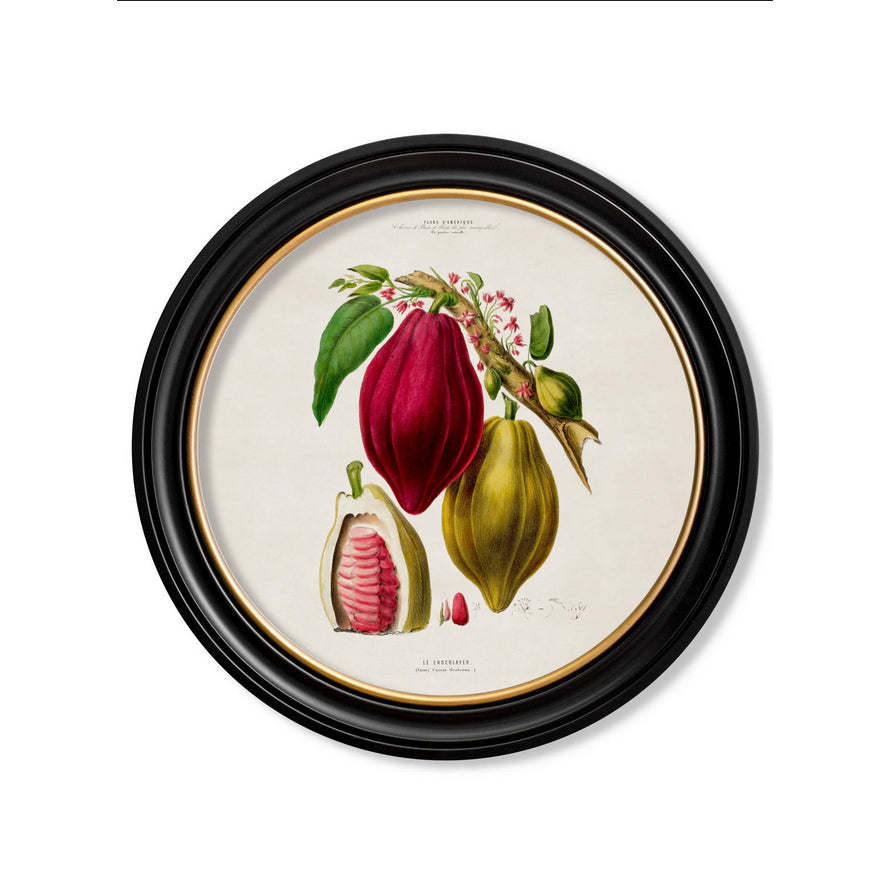 Add a touch of vintage elegance to your home with our Round Chocolate Plant Print. This exquisite 44 cm decorative piece features a charming 19th-century-inspired botanical illustration, encased in a sophisticated black frame with a gold gilt inner rim. Perfect for both city apartments and country homes, this round wall print effortlessly fills empty wall spaces with classic charm.