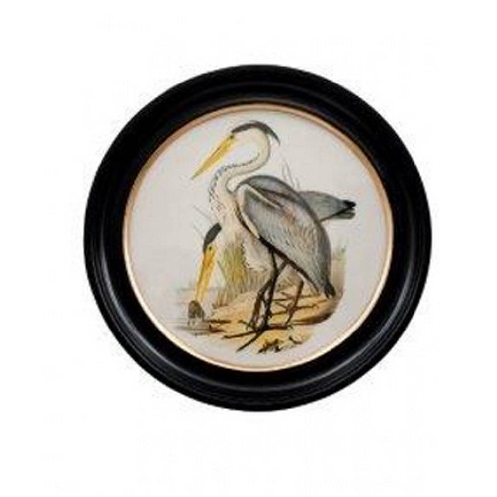 Round Heron wall print in a classic black and gilt frame, a medium size of this print will make an impact on any wall. The style is reminiscent of 19th-century ornithological illustrations
