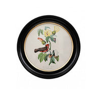 Round small red birdwall print in a classic black and gilt frame, this print will make an impact on any wall. The style is reminiscent of ornithological illustrations with its vibrant colours.