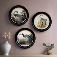 Blue heron wall print in a classic black and gilt frame, a medium size of this print will make an impact on any wall. The style is reminiscent of 19th-century ornithological illustrations
