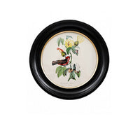 Small round small red birdwall print in a classic black and gilt frame, this print will make an impact on any wall. The style is reminiscent of ornithological illustrations with its vibrant colours.