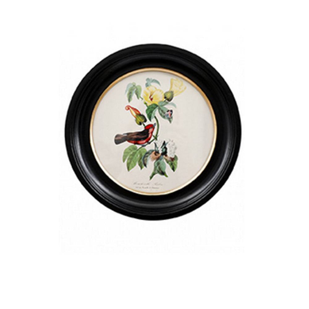 Small round small red birdwall print in a classic black and gilt frame, this print will make an impact on any wall. The style is reminiscent of ornithological illustrations with its vibrant colours.