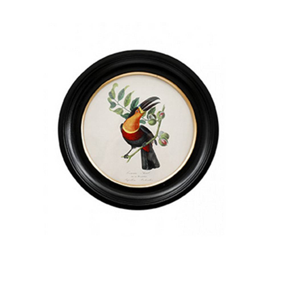Small round small toucan wall print in a classic black and gilt frame, this print will make an impact on any wall.  The style is reminiscent of ornithological illustrations with its vibrant colours.