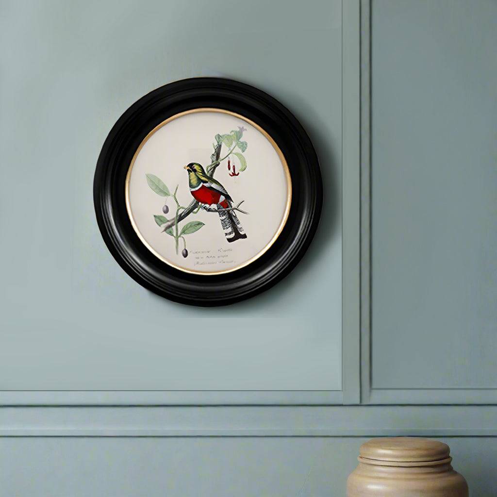 Small round small trogon wall print in a classic black and gilt frame, this print will make an impact on any wall. The style is reminiscent of ornithological illustrations with its vibrant colours.