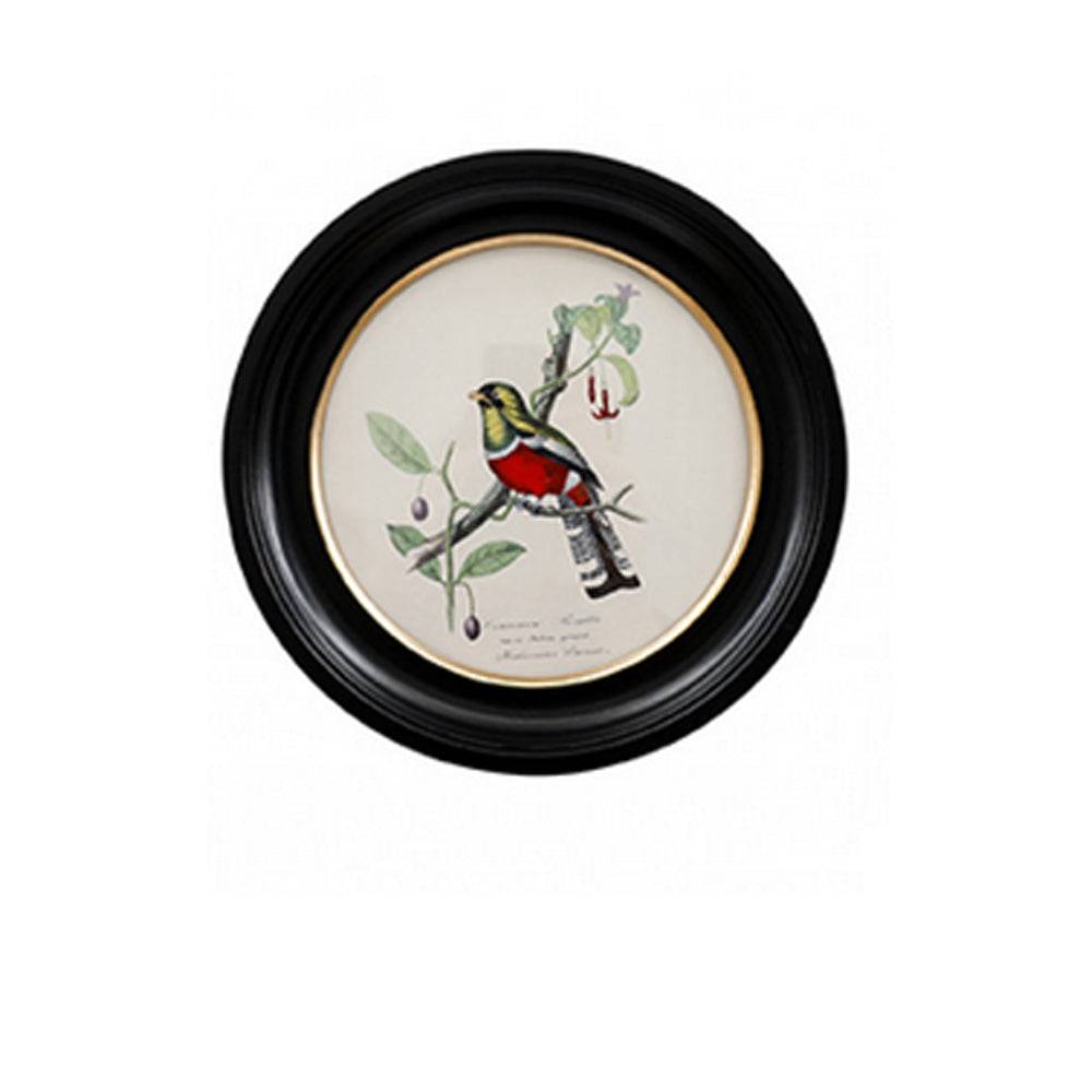 Small round small trogon wall print in a classic black and gilt frame, this print will make an impact on any wall. The style is reminiscent of ornithological illustrations with its vibrant colours.