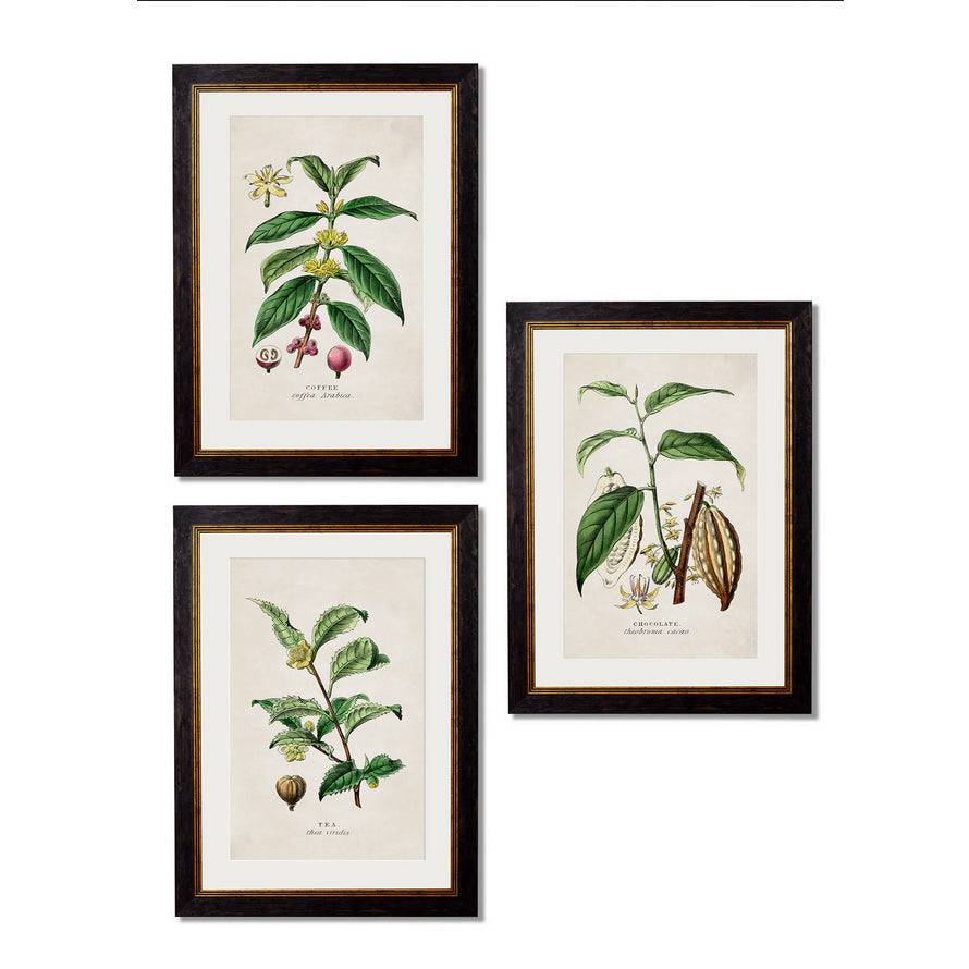 Stunning set of three tea, coffee, chocolate plants framed in a simple, elegant matt black and gold surround. These cheerful prints are themed from the 19th century and look equally perfect on the wall of a city home or in a country house setting. Beautifully finished in a gorgeous vintage looking frame, this set oozes