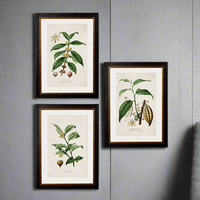 Stunning set of three tea, coffee, chocolate plants framed in a simple, elegant matt black and gold surround.  These cheerful prints are themed from the 19th century and look equally perfect on the wall of a city home or in a country house setting. 
Beautifully finished in a gorgeous vintage looking frame, this set oozes quality.