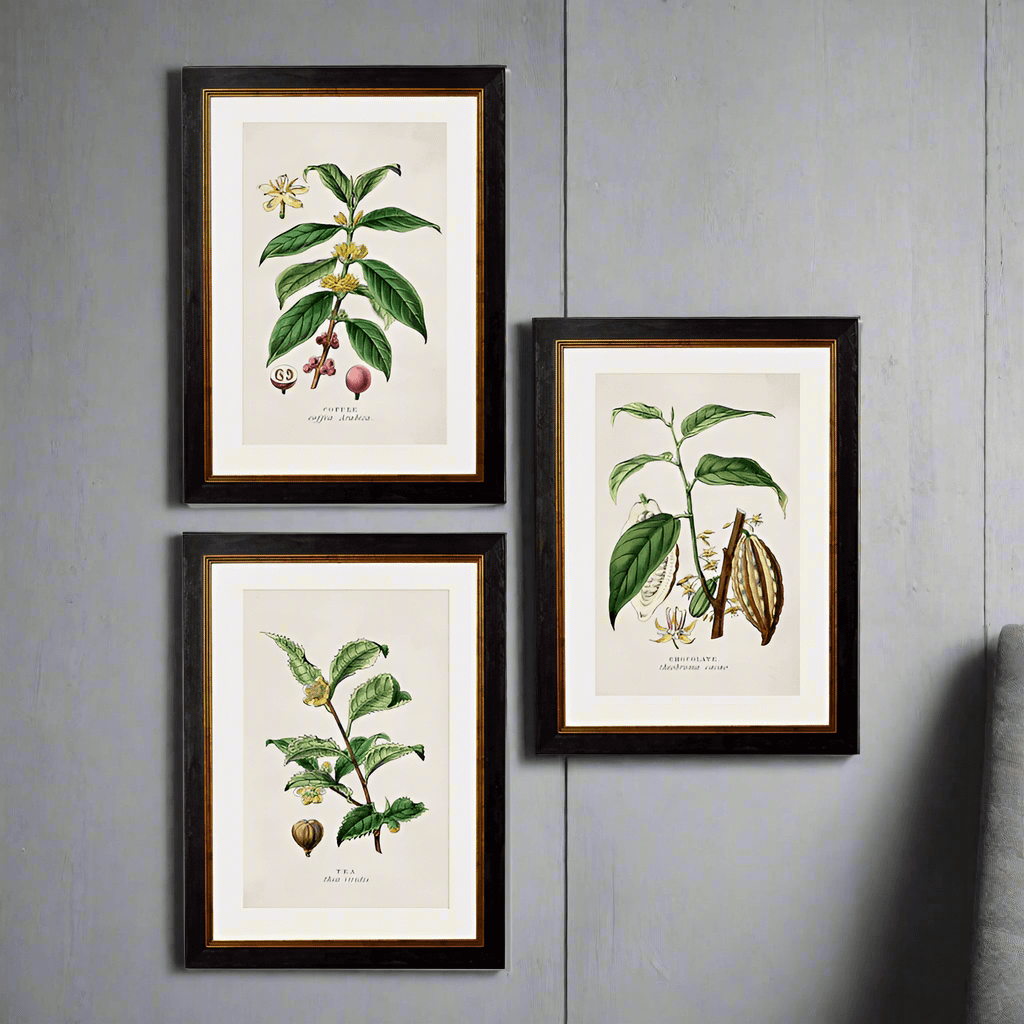 Stunning set of three tea, coffee, chocolate plants framed in a simple, elegant matt black and gold surround.  These cheerful prints are themed from the 19th century and look equally perfect on the wall of a city home or in a country house setting. 
Beautifully finished in a gorgeous vintage looking frame, this set oozes quality.