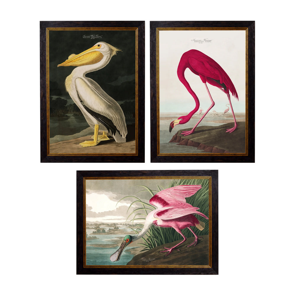 These are a large framed prints of John James Audubon's "Roseate Spoonbill", "American Flamingo" and "American White Pelican" from his famous series The Birds of America. Striking tones dominate—the lush rose pinks and magenta feathers, vivid green, muted earthy tones—giving the images a timeless, sophisticated atmosphere