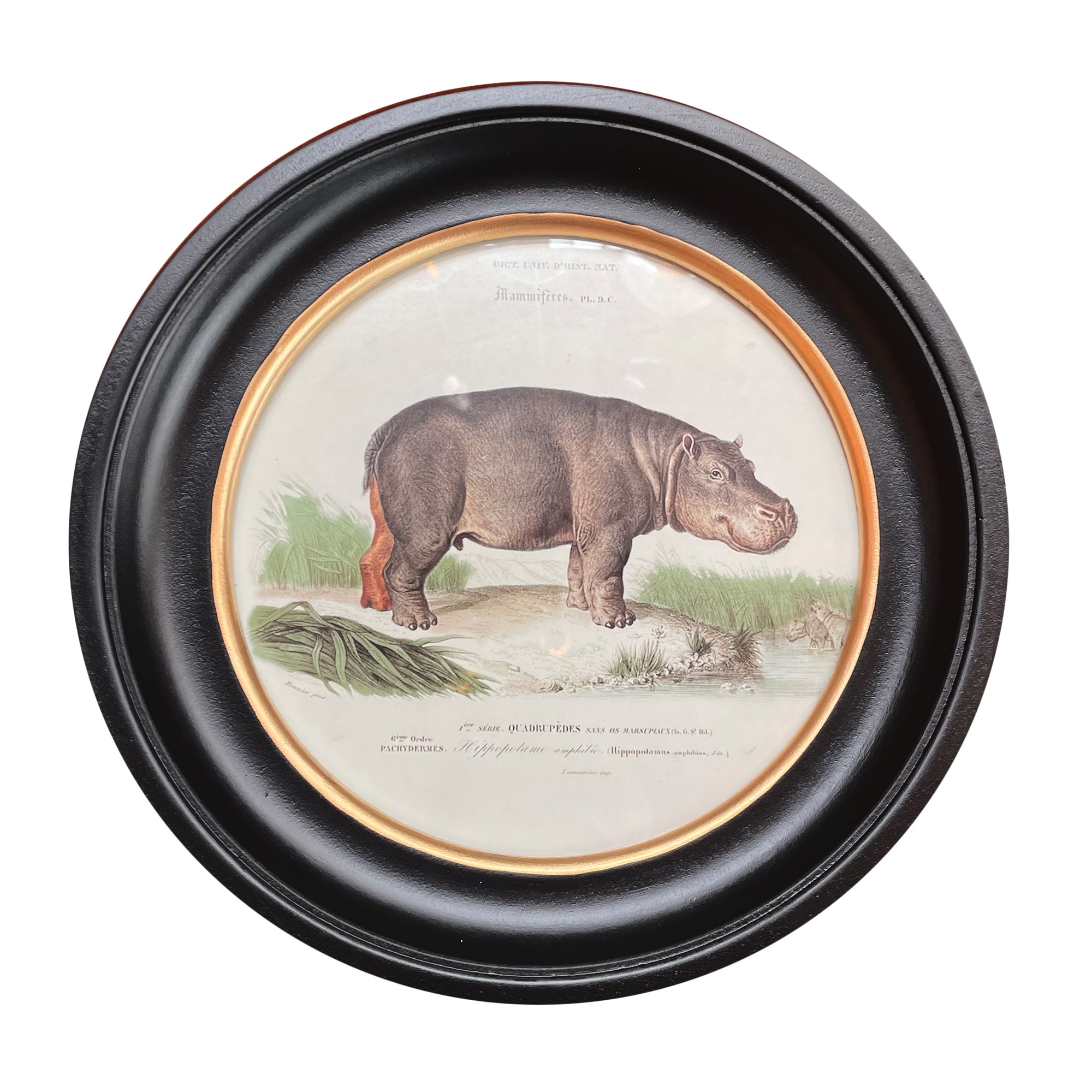 Hippo print in a classic black and gilt frame, a medium size of this print will make an impact on any wall. Combine it with other prints to elevate your wall decor.  A selection of these round animal prints on your wall is such an easy way to add colour and interest to your home, against a dark wall these vintage style prints look fantastic.
W: 38 cm