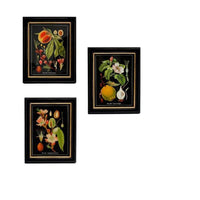 Elevate your decor with a Set of Three vintagewall art  prints featuring a botanical theme in black & gilt frames. Perfect for a retro/vintage touch.