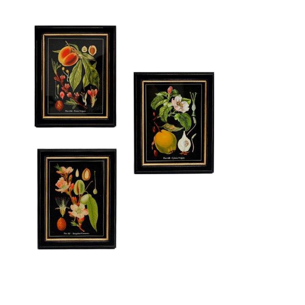 Elevate your decor with a Set of Three vintagewall art  prints featuring a botanical theme in black & gilt frames. Perfect for a retro/vintage touch.