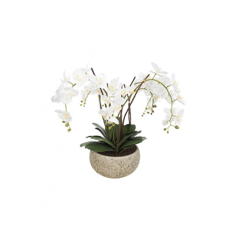 White Orchid In Ceramic Pot