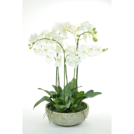 Silver Potted Orchid