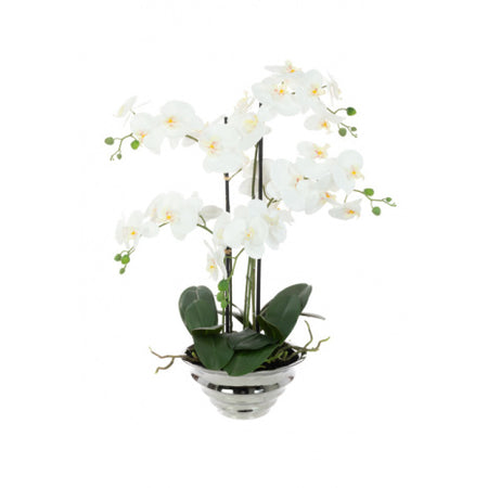 White Orchid In Ceramic Pot