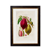 Cocoa Plant Print H50 W38cm