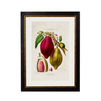 Cocoa Plant Print H50 W38cm