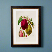 Brightly coloured Chocolate Plant print on a dark background.&nbsp; Set in a round black frame with a gilt inner rim, this is a classic copy of a 19th century original. Perfect for a wall in a London house or in a country setting.