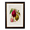 Cocoa Plant Print H70 W50cm