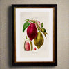 Cocoa Plant Print H70 W50cm