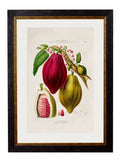 A stunningly colourful print of a Chocolate Plant, in a simple, elegant black and gold frame.  A bright print originally from the 19th century which would look equally perfect on  the wall of a city home or in a country house setting.
