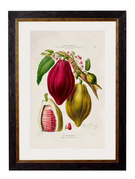 A stunningly colourful print of a Chocolate Plant, in a simple, elegant black and gold frame.&nbsp; A bright print originally from the 19th century which would look equally perfect on&nbsp; the wall of a city home or in a country house setting.