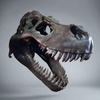 Large T-Rex Skull Wall Head