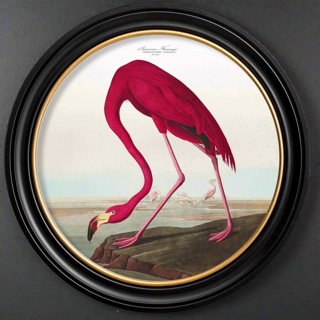 Extra Large round pink flamingo print in a classic black and gilt frame, exceptional size of this print will make a huge impact on any wall. The largest round framed print that we have in our collection.&nbsp; A statement print of a beautiful subject, a vibrant pink flamingo in a classic vintage setting. The are quite a few flamingo prints on our website in lots of different size frames for you tp choose from. 