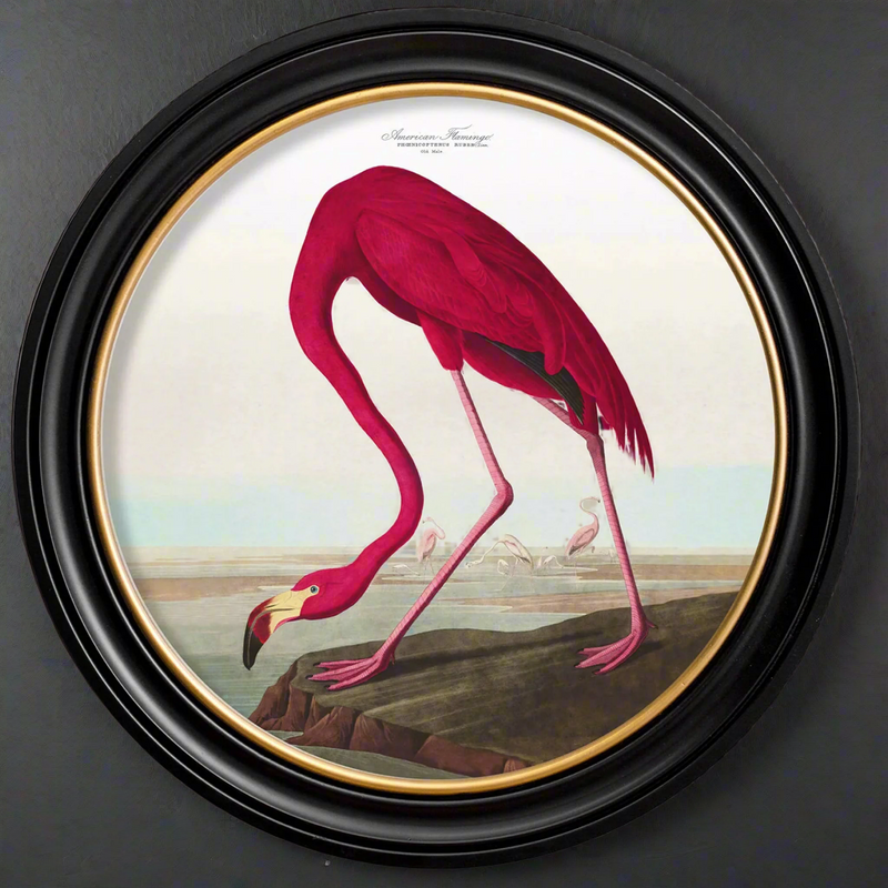 Extra Large round pink flamingo print in a classic black and gilt frame, exceptional size of this print will make a huge impact on any wall. The largest round framed print that we have in our collection.&nbsp; A statement print of a beautiful subject, a vibrant pink flamingo in a classic vintage setting. The are quite a few flamingo prints on our website in lots of different size frames for you tp choose from. 