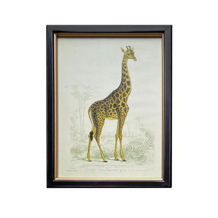 Vintage Animal Print In A Black & Gold Frame - 73cm x 53cm