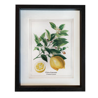This print blends scientific illustration with decorative appeal. Its clean composition and natural tones make it an effortless addition to kitchens, dining areas, hallways, or gallery walls.