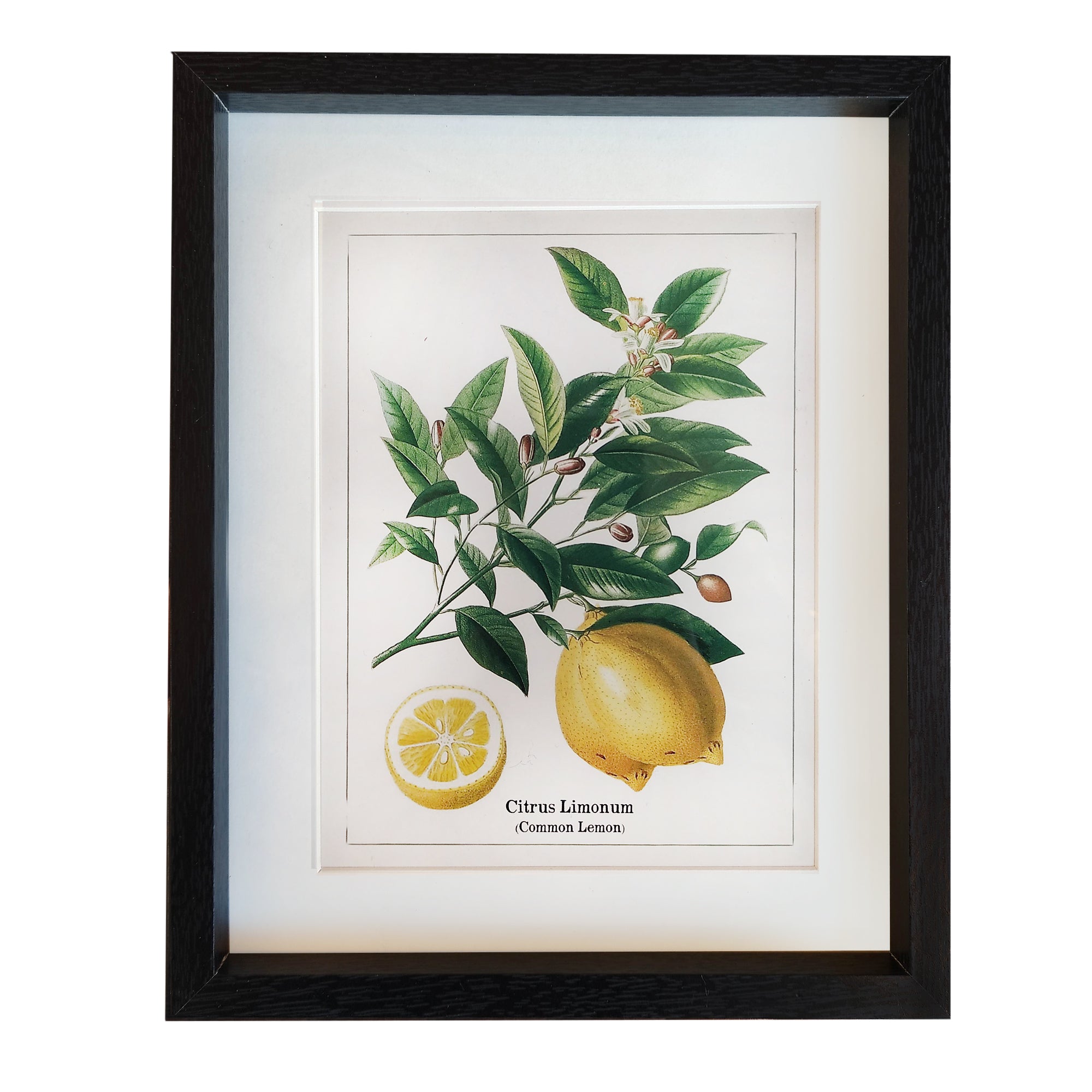 This print blends scientific illustration with decorative appeal. Its clean composition and natural tones make it an effortless addition to kitchens, dining areas, hallways, or gallery walls.