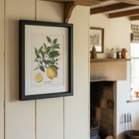 This print blends scientific illustration with decorative appeal. Its clean composition and natural tones make it an effortless addition to kitchens, dining areas, hallways, or gallery walls.