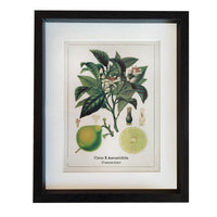 This print blends scientific illustration with decorative appeal. Its clean composition and natural tones make it an effortless addition to kitchens, dining areas, hallways, or gallery walls.